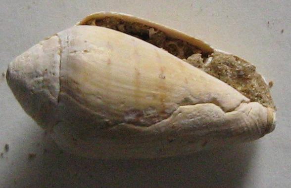 Genere Conus dal pliocene Toscano